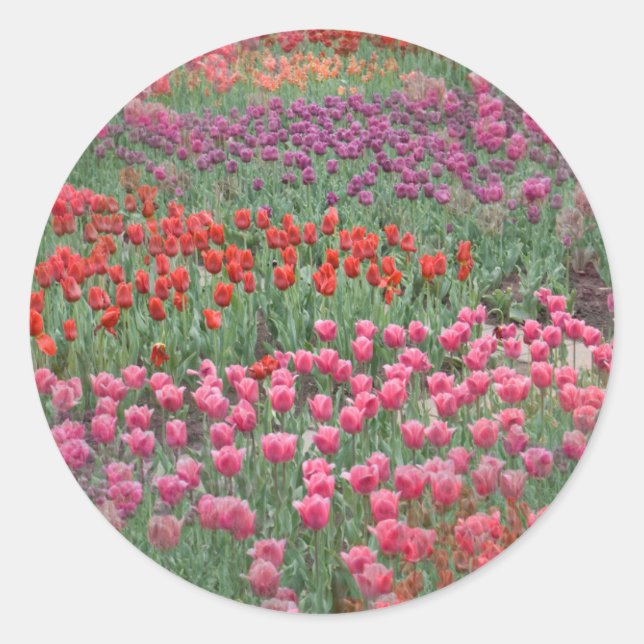 Tulpenfeld Runder Aufkleber (Vorderseite)
