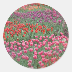 Tulpenfeld Runder Aufkleber