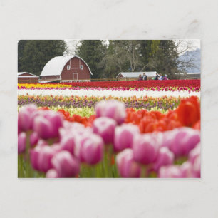 Tulpenfelder von Mt. Vernon, Skagit County, WA Postkarte