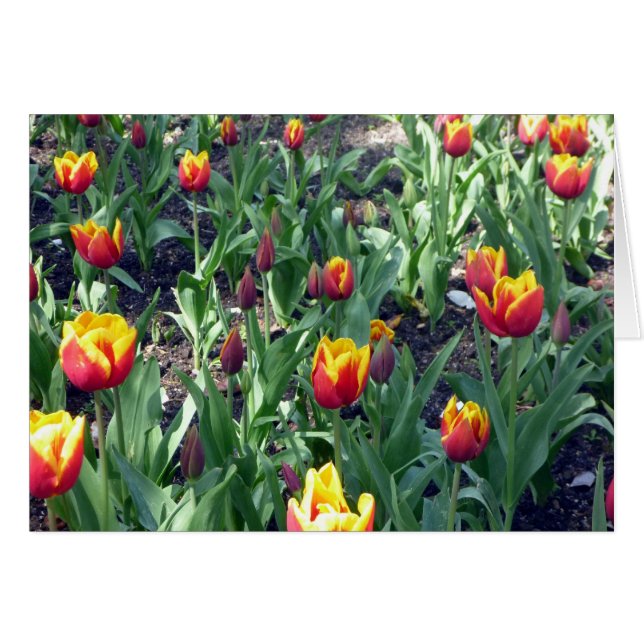 Tulpenorange (Vorderseite (Horizontal))