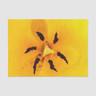 Tulpenstaubblatt und Pollen Seidenpapier