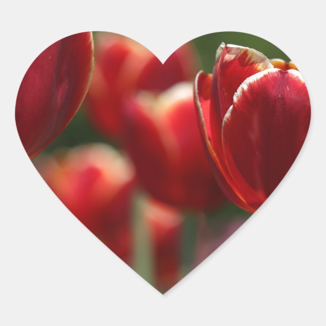 Tulpensticker Herz-Aufkleber (Vorderseite)