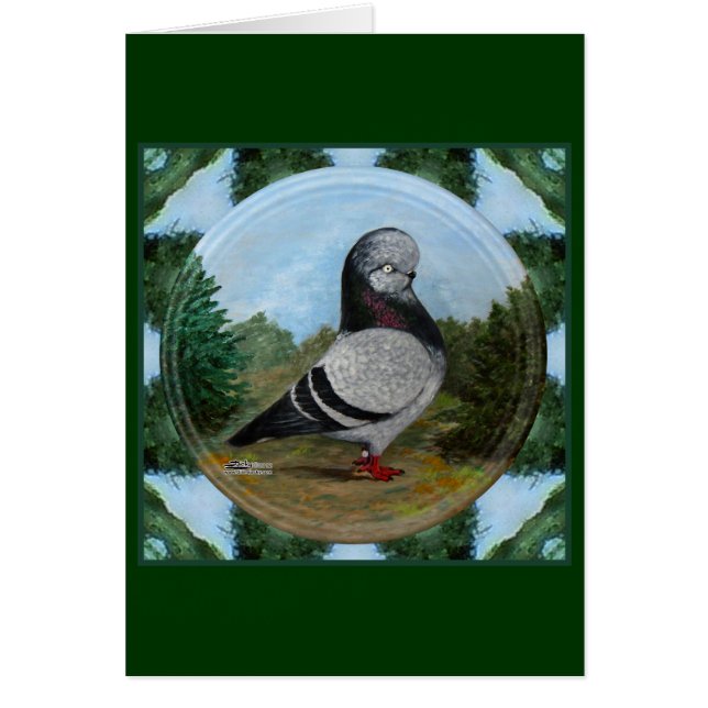 Tumbler Blue Grizzle Pigeon (Vorne)