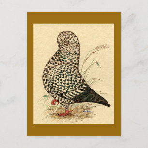 Tumbler Pigeon LFCL Splash Postkarte