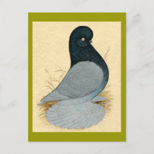Tumbler Pigeon Muffed Andalusien Postkarte