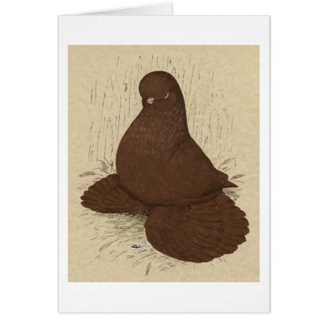 Tumbler Pigeon Muffed Red (Vorne)