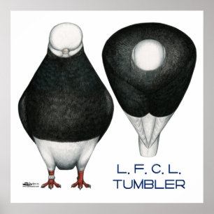 Tumbler Pigeon Standard Black Bald Poster