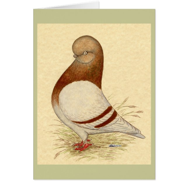 Tumbler-Taube: LFCL Mealy (Vorne)