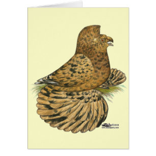 Tumpeter Pigeon Almond