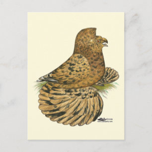 Tumpeter Pigeon Almond Postkarte