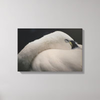 Tundra-Schwan schlafend auf Stretchleinwand-Druck