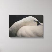 Tundra-Schwan schlafend auf Stretchleinwand-Druck