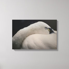 Tundra-Schwan schlafend auf Stretchleinwand-Druck Leinwanddruck