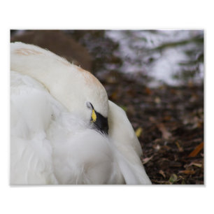 Tundra Swan Catch a Nickerchen Fotografy Print Fotodruck