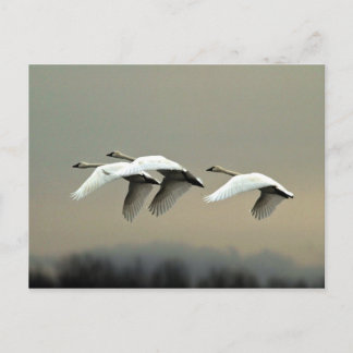 Tundra Swans Postkarte