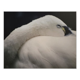Tundraschwan schlafend Foto Vergrößerung