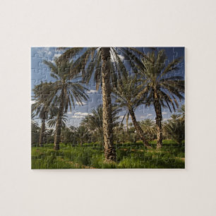 Tunesien, Ksour-Gebiet, Ksar Ghilane, Dattelpalme
