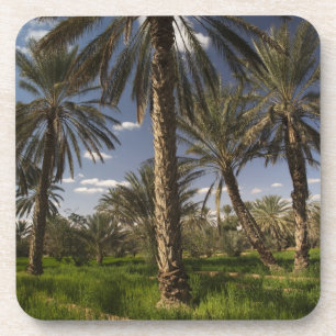 Tunesien, Ksour-Gebiet, Ksar Ghilane, Dattelpalme Getränkeuntersetzer
