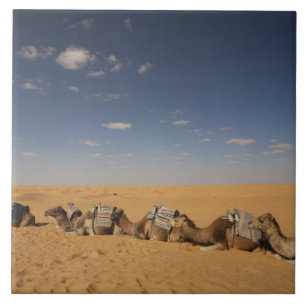 Tunesien, Ksour-Gebiet, Ksar Ghilane, Grand Erg 2 Fliese