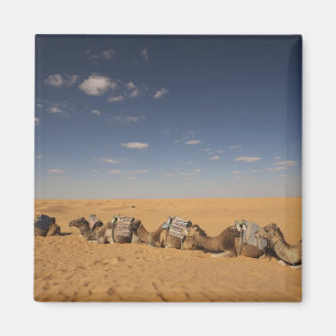 Tunesien, Ksour-Gebiet, Ksar Ghilane, Grand Erg 2 Magnet