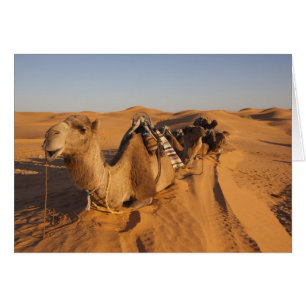 Tunesien, Ksour-Gebiet, Ksar Ghilane, Grand Erg 5