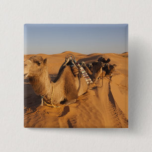 Tunesien, Ksour-Gebiet, Ksar Ghilane, Grand Erg 5 Button