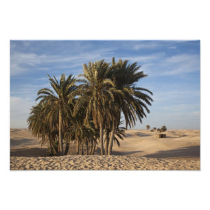 Tunesien, Sahara-Wüste, Douz, Große Düne, Palme Fotodruck