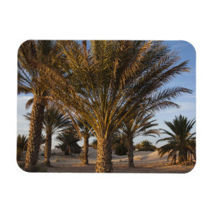 Tunesien, Sahara-Wüste, Douz, Große Düne, Palme Magnet