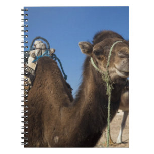 Tunesien, Sahara-Wüste, Douz, Zone Touristique, Notizblock