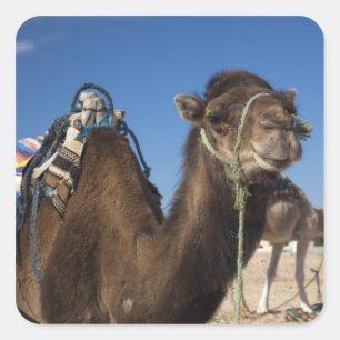 Tunesien, Sahara-Wüste, Douz, Zone Touristique, Quadratischer Aufkleber