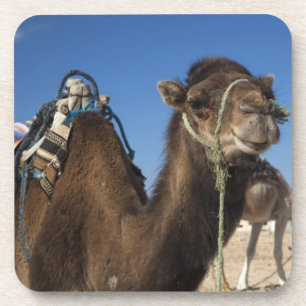 Tunesien, Sahara-Wüste, Douz, Zone Touristique, Untersetzer