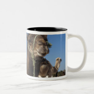 Tunesien, Sahara-Wüste, Douz, Zone Touristique, Zweifarbige Tasse