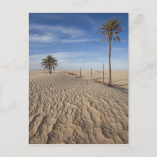 Tunesien, Wüste Sahara, Douz, großer Düne, Morgeng Postkarte