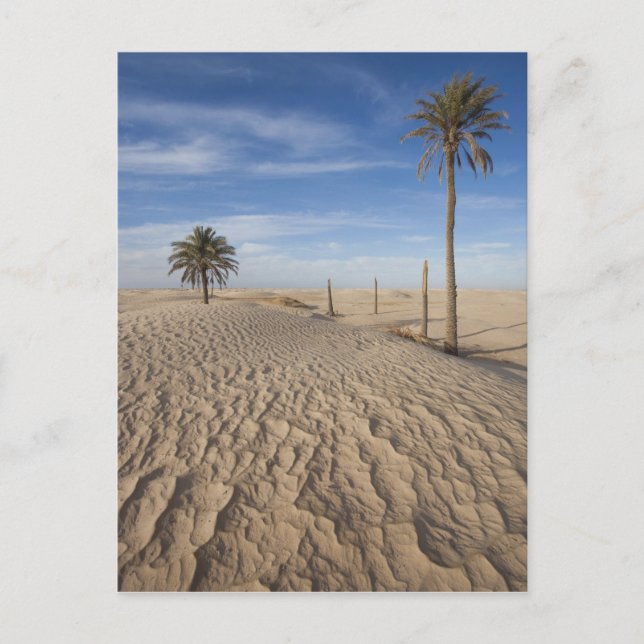 Tunesien, Wüste Sahara, Douz, großer Düne, Morgeng Postkarte (Vorderseite)