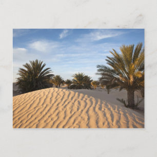 Tunesien, Wüste Sahara, Douz, großer Düne, Palme 2 Postkarte