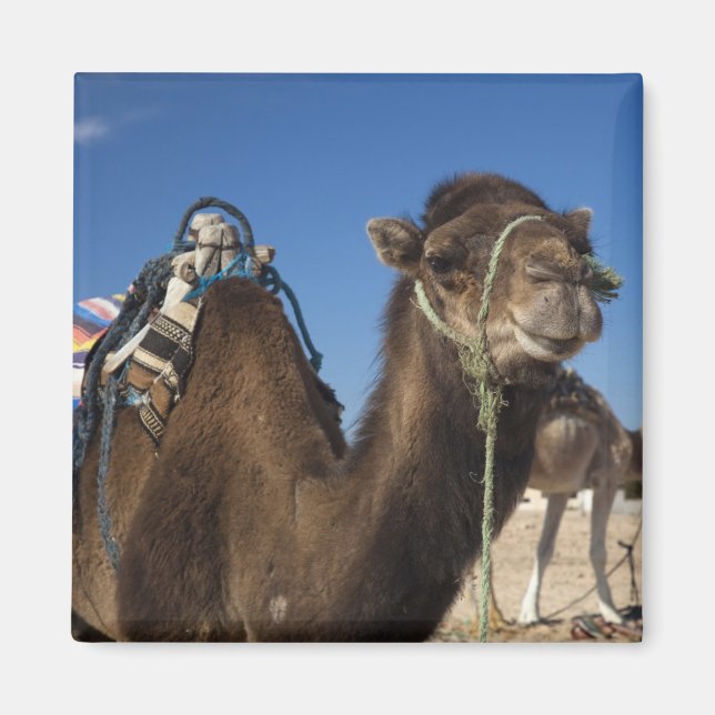 Tunesien, Wüste Sahara, Douz, Zone Touristique, Magnet (Vorne)