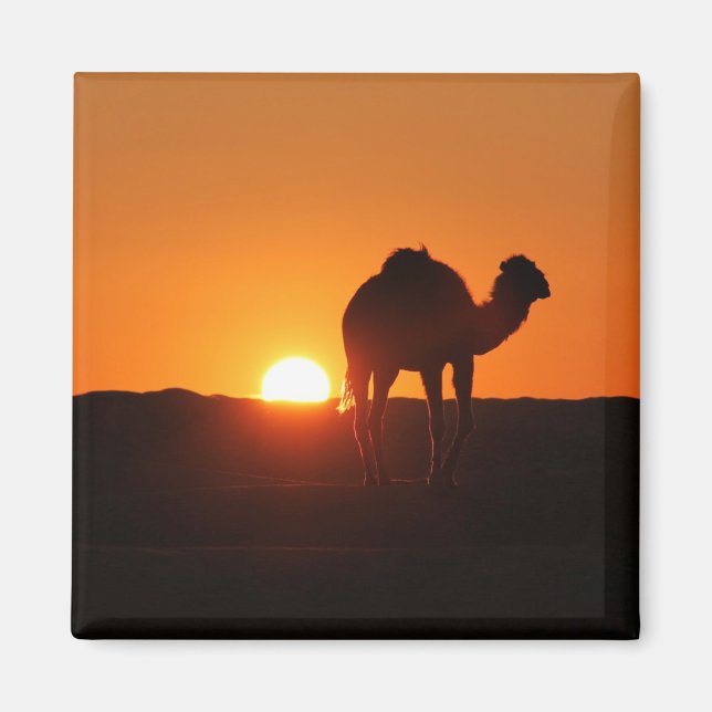 Tunesische Wüste, Kamel bei Sonnenuntergang Magnet (Vorne)