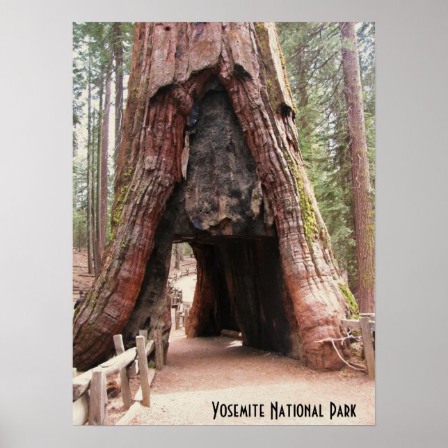 Tunnelbaum - Yosemite Poster (Vorne)
