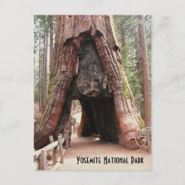 Tunnelbaum - Yosemite Postkarte