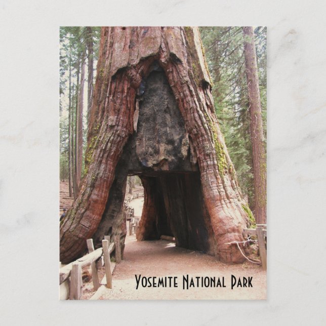 Tunnelbaum - Yosemite Postkarte (Vorderseite)
