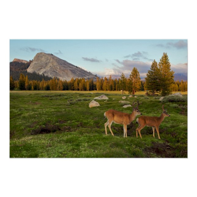 Tuolumne Meadow, Yosemite Poster (Vorderseite)