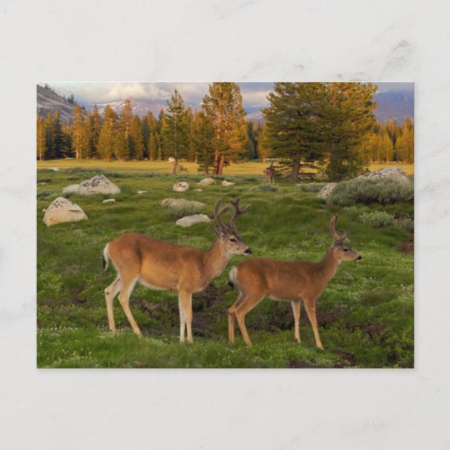 Tuolumne Meadow, Yosemite Postkarte (Vorderseite)