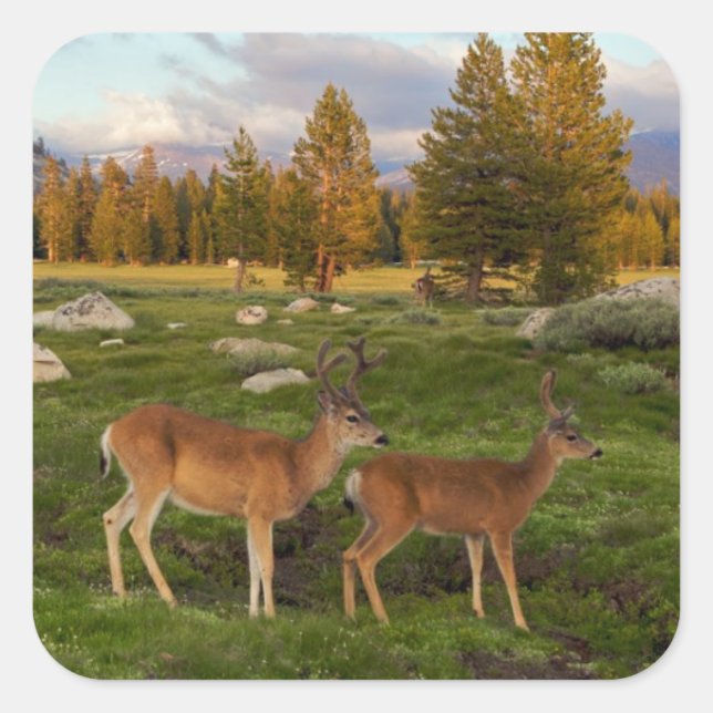 Tuolumne Meadow, Yosemite Quadratischer Aufkleber (Vorderseite)