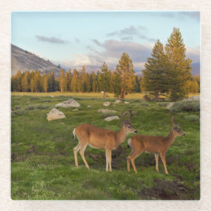 Tuolumne Wiese, Yosemite Glasuntersetzer