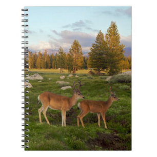 Tuolumne Wiese, Yosemite Notizblock