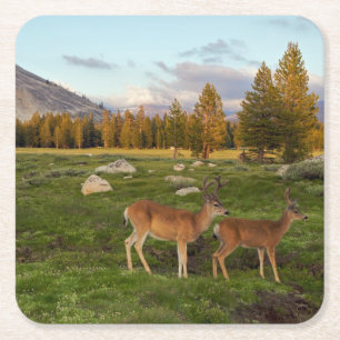 Tuolumne Wiese, Yosemite Rechteckiger Pappuntersetzer