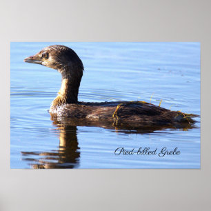 Tüpfelsumpfhuhn-Vogelposter Poster