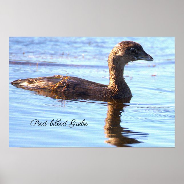 Tüpfelsumpfhuhn-Vogelposter Poster (Vorne)