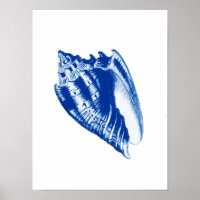 Turban Conch Muschel, Indigo Blau und Weiß