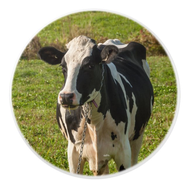 Türgriff, Kuhphoto Keramikknauf (Vorderseite)